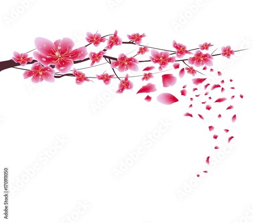 Sakura flowers background. Cherry blossom isolated white background. Chinese new year