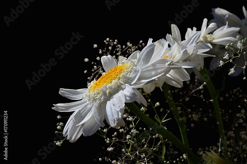 Fototapeta Naklejka Na Ścianę i Meble -  Detail of bouquet from white flowers of ox-eye daisies Leucanthemum Vulgare and small auxiliary flowers on black background
