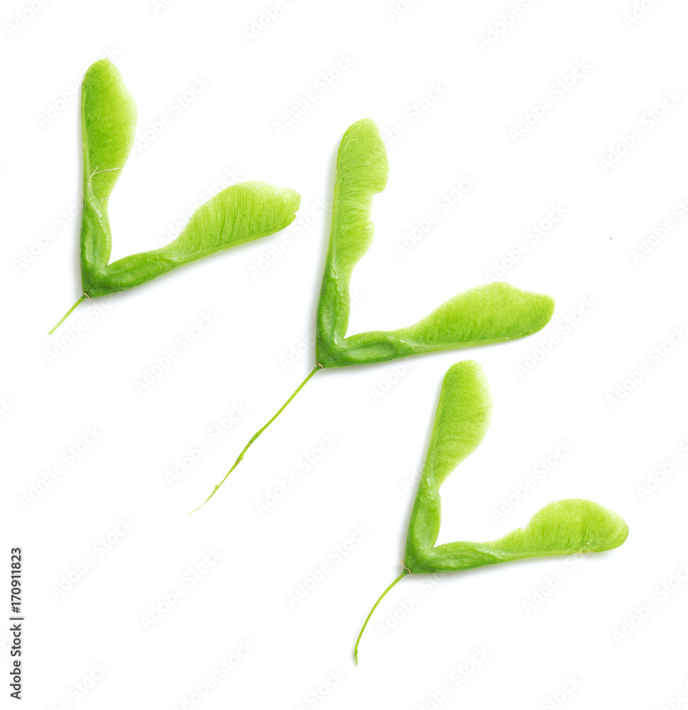 green maple seeds on white background green maple seeds on white background