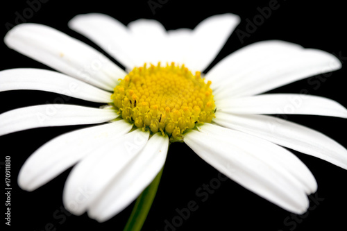 Macro shot of white daisy flower against black background