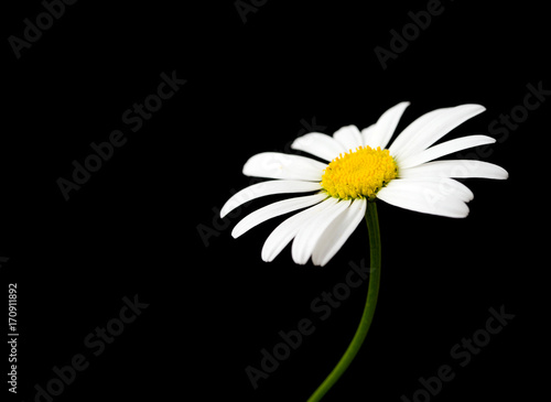 Macro shot of white daisy flower against black background