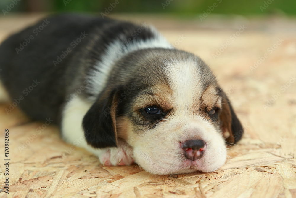 2 weeks pure breed beagle Puppy is sleeping and looking on natural green background 2 weeks pure breed beagle Puppy is sleeping and looking on natural green background