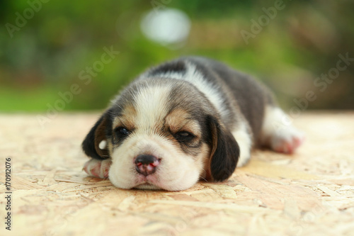 2 weeks pure breed beagle Puppy is sleeping and looking on natural green background