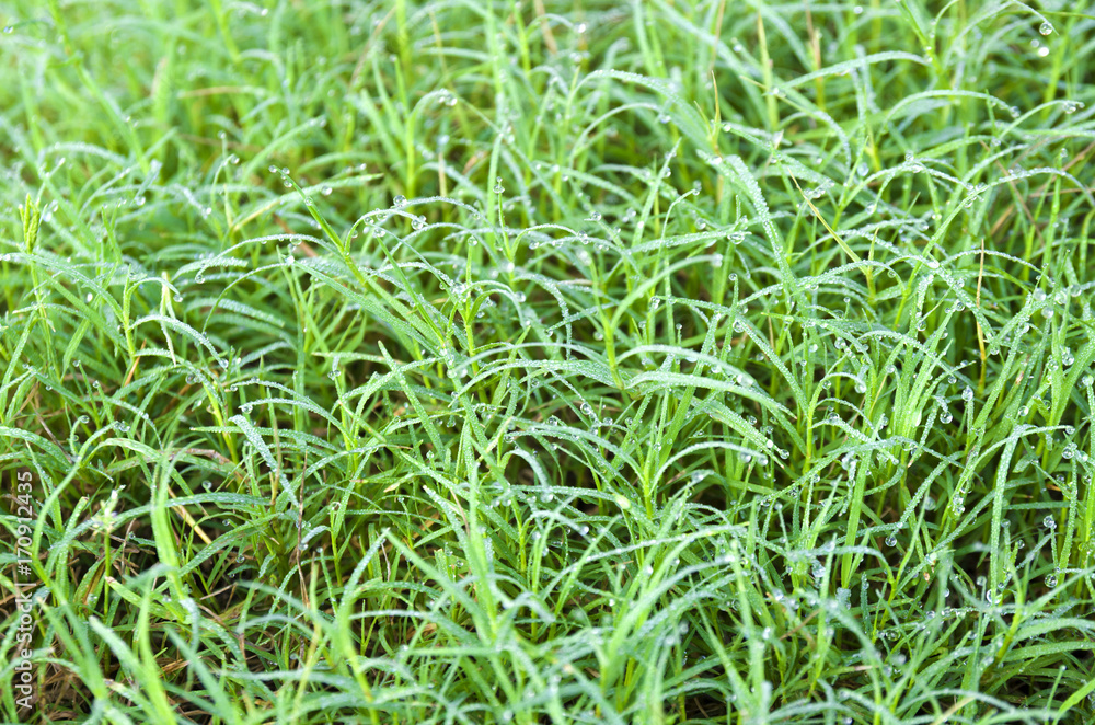 Dew on green grass Dew on green grass
