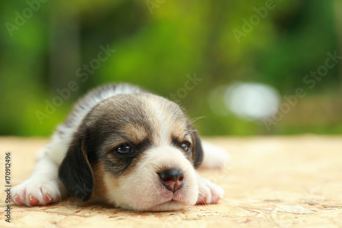 2 weeks pure breed beagle Puppy is sleeping and looking on natural green background © Sigma s