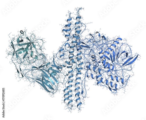 Botulinum toxin molecule, illustration