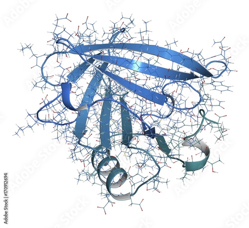 Beta-lactoglobulin protein molecule, illustration