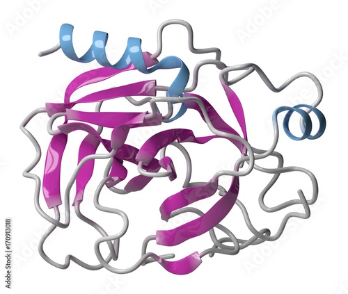 Trypsin digestive enzyme molecule, illustration photo