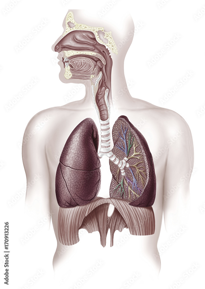 Human lungs, illustration