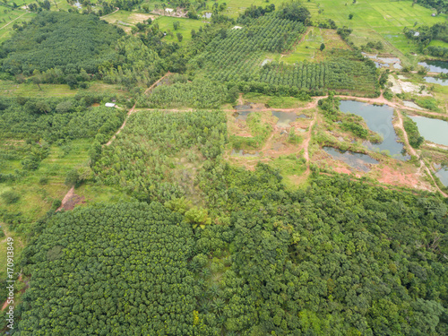 Aerial view of rubber plantations. © AlexPhototest