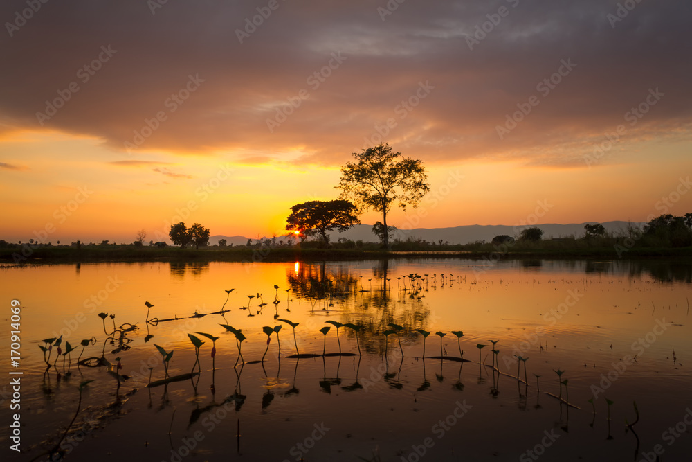 Obraz premium tree silhouette sunset background