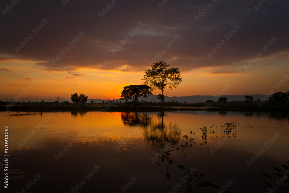tree silhouette sunset background