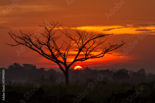 Silhouette of big tree and Big sunset