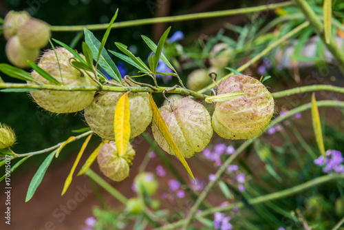 Swan plant with natural background photo