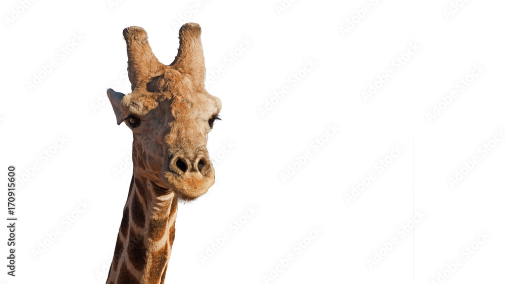 Fototapeta premium Nahaufnahme einer afrikanischen Giraffe, fotographiert im Etosha Nationalpark in Namibia, freigestellt