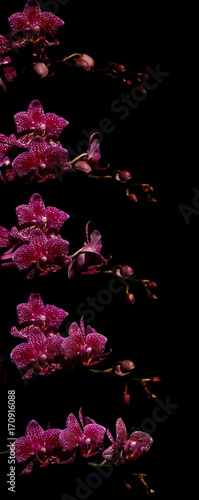 Pink Moth Orchid Time-lapse Series