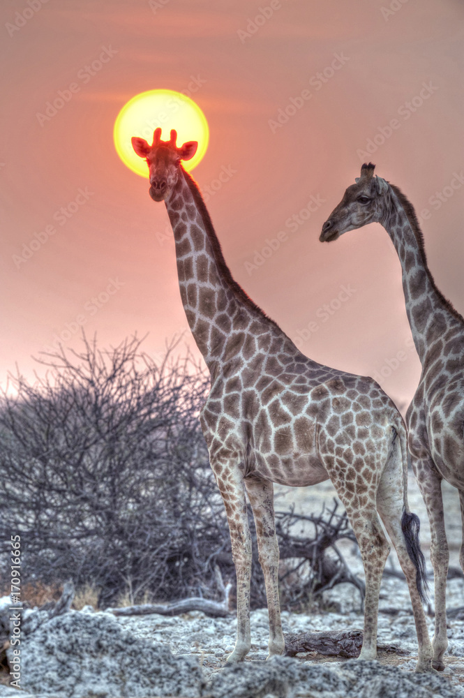 Obraz premium Etosha National Park Namibia, Africa giraffe at sunset.