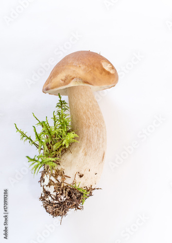 Fresh forest mushroom cep isolated on White background