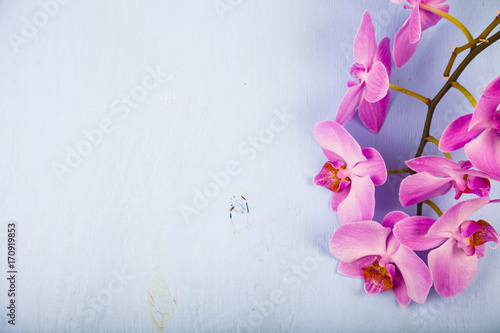 Orchid  Phalaenopsis  on a blue wooden table