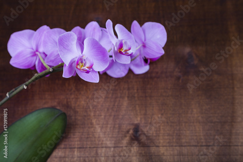 Orchid (Phalaenopsis) on a wooden table