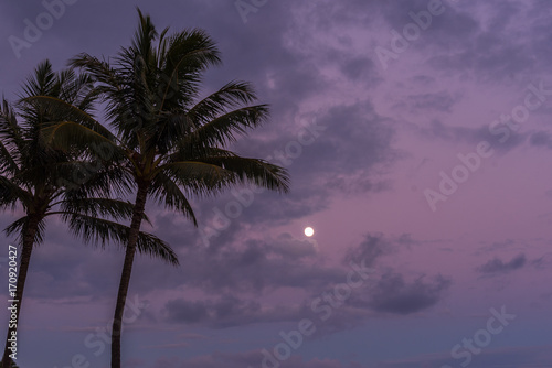 Moonrise and Palm Trees