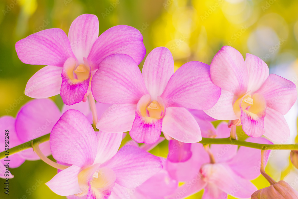Orchid flower pink beautiful In nature background Orchid flower pink beautiful In nature background