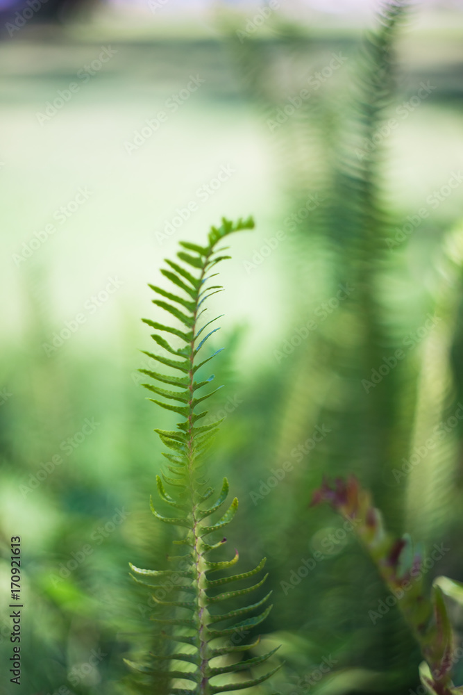 Nephrolepis exaltata (The Sword Fern) Nephrolepis exaltata (The Sword Fern)
