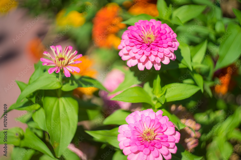 Fototapeta premium Autumnal flowers in a garden