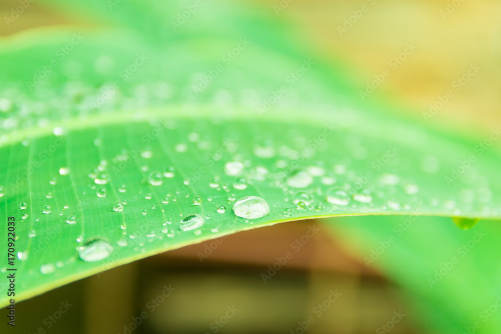 green banana leaf pattern with texture water drop in the morning beautiful for background isolated on white background and clipping path. select focus shallow depth of field green banana leaf pattern with texture water drop in the morning beautiful for background isolated on white background and clipping path. select focus shallow depth of field