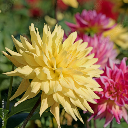 Fototapeta Naklejka Na Ścianę i Meble -  Bunte Dahlien, Dahlias