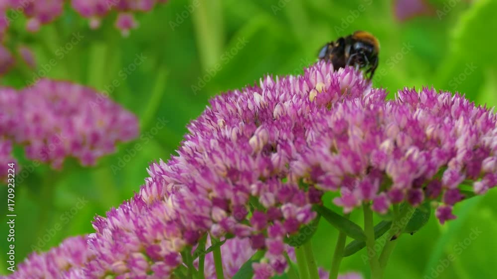 Bumble bee collects pollen on a sedum flower late summer day. Bumble bee collects pollen on a sedum flower late summer day.