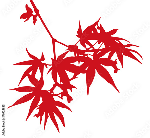 maple (autumn leaves) silhouette