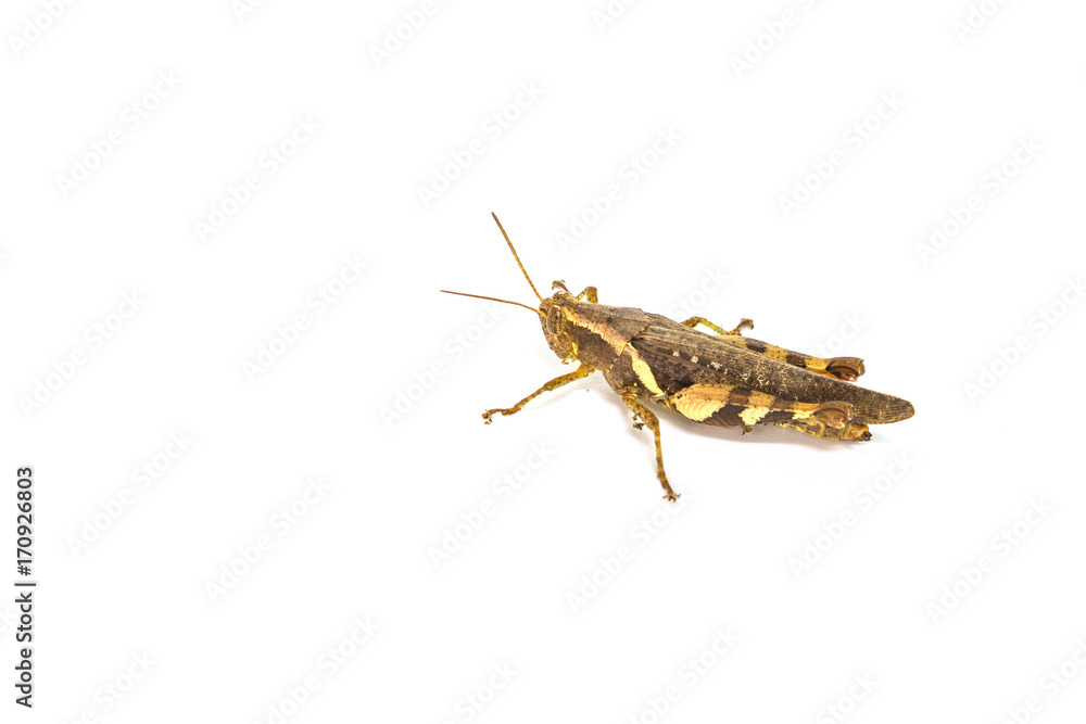 Grasshopper isolated on white background Grasshopper isolated on white background