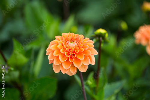 Fototapeta Naklejka Na Ścianę i Meble -  Dahlie im Feld