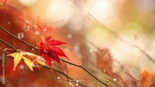 Autumn. Yellow blurred sunny background with colorful falling leaves. Slow motion, shallow DOF.