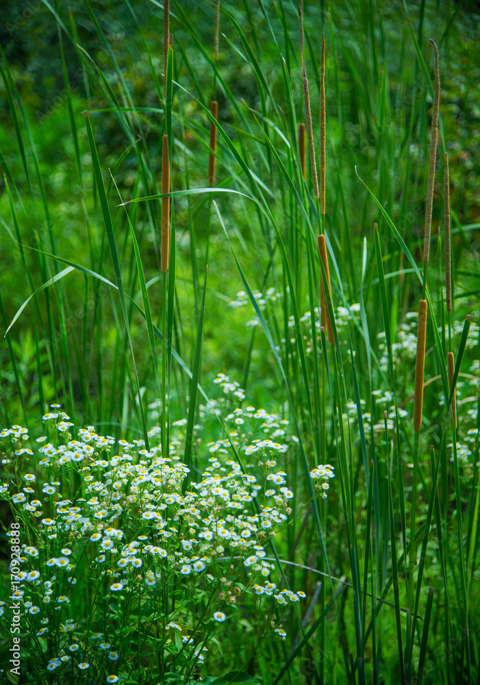 Obraz premium Wild flowers and calamus bloom