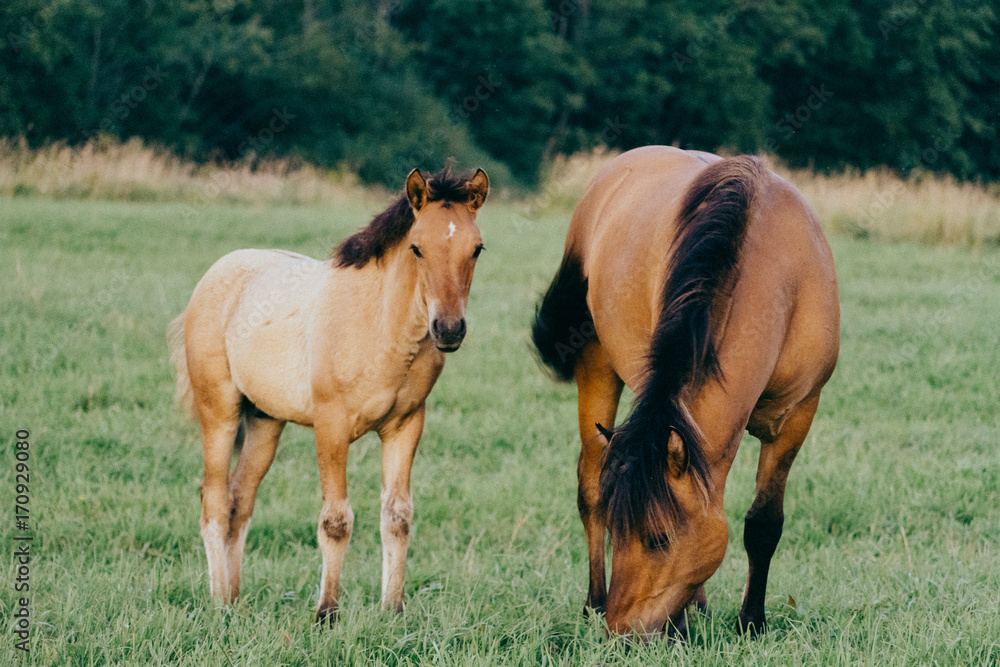 Fototapeta premium Жеребенок и Конь