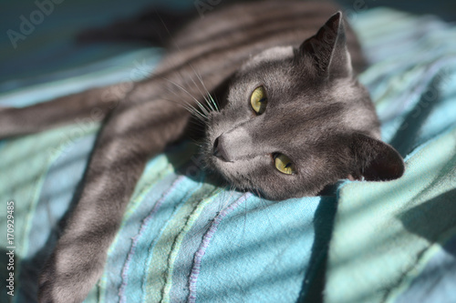 Foto Russian blue cat