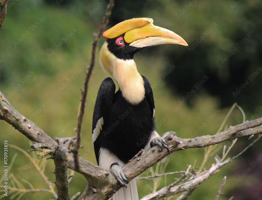 great hornbill (Buceros bicornis) great hornbill (Buceros bicornis)