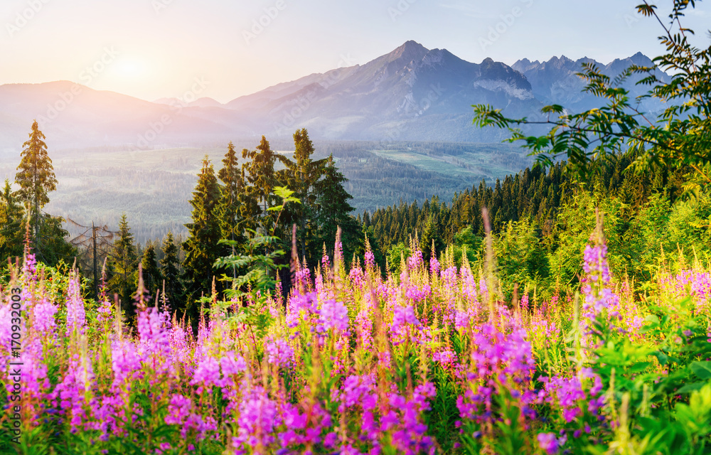 Wild flowers at sunset in the mountains. Poland - obrazy, fototapety, plakaty 