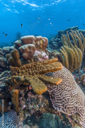 Caribbean coral reef