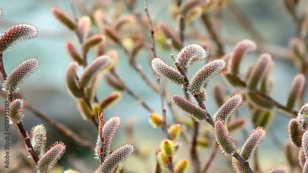 Young catkins willow with water stream in background.