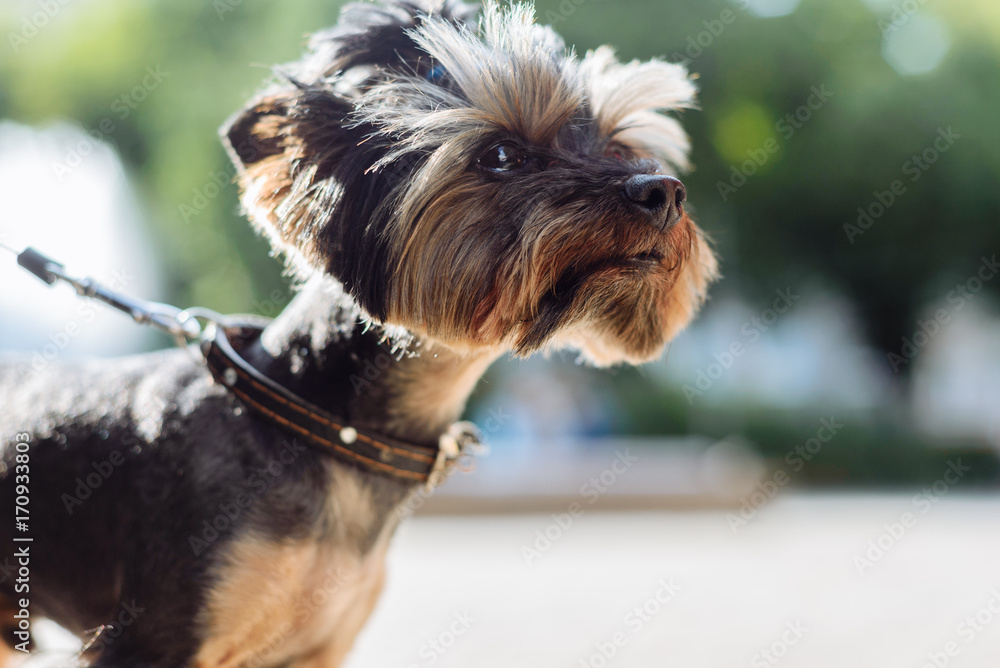 Cute Yorkshire Terrier Dog Playing in the Yard