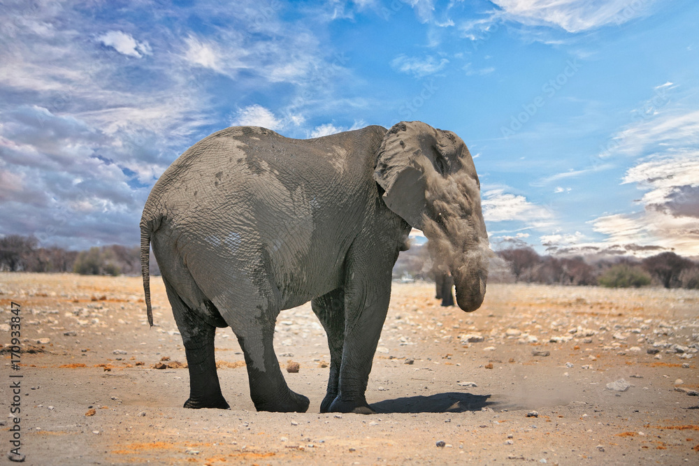 Fototapeta premium Elephant spraying dust over itself while standing on the Etosha Plains with a nice cloudscape sky
