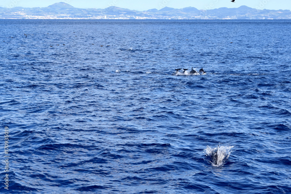 Fototapeta premium Bottlenose Dolphins
