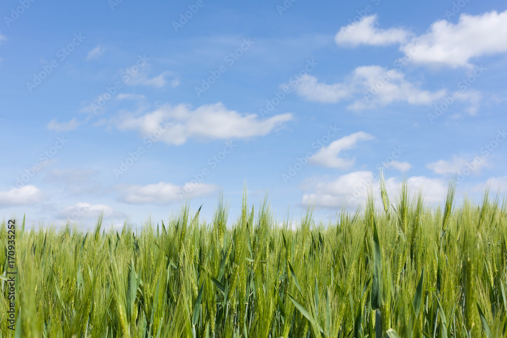 Anbau von Sommergerste oder Futtergerste auf einem Acker im Frühjahr in Brügge Schleswig-Holstein vor blauem Himmel Anbau von Sommergerste oder Futtergerste auf einem Acker im Frühjahr in Brügge Schleswig-Holstein vor blauem Himmel