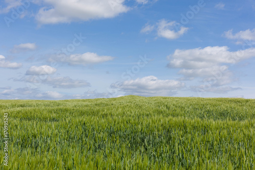 Anbau von Sommergerste oder Futtergerste auf einem Acker im Frühjahr in Brügge Schleswig-Holstein vor blauem Himmel