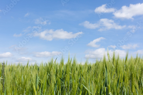 Anbau von Sommergerste oder Futtergerste auf einem Acker im Fr  hjahr in Br  gge Schleswig-Holstein vor blauem Himmel