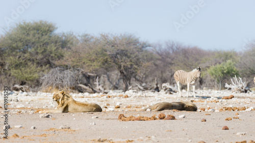 Two young male lazy Lions lying down on the ground. Zebra (defocused) walking undisturbed in the background. Wildlife safari in the Etosha National Park, main tourist attraction in Namibia, Africa.