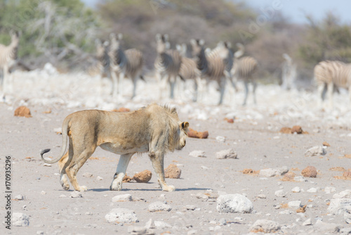 Fototapeta Naklejka Na Ścianę i Meble -  Young male Lion, ready for attack, walking towards herd of Zebras running away, defocused in the background. Wildlife safari in the Etosha National Park, Namibia, Africa.
